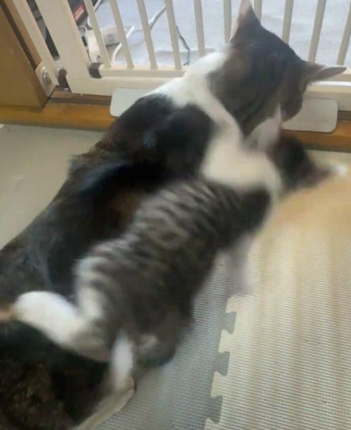 猫の背中からよろける子猫