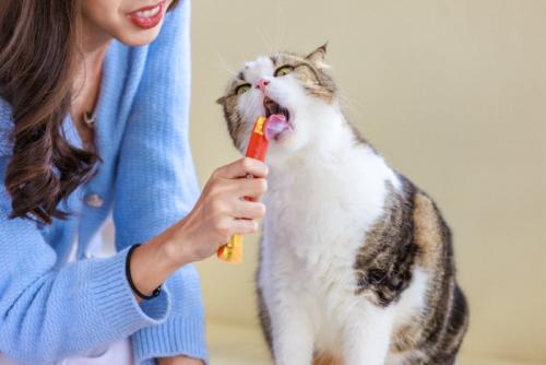 おやつをもらう猫