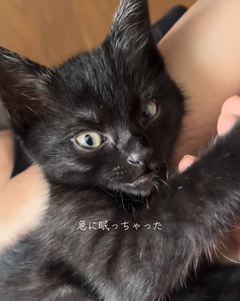 膝の上に乗っている目を開けている黒猫「急に眠っちゃった」
