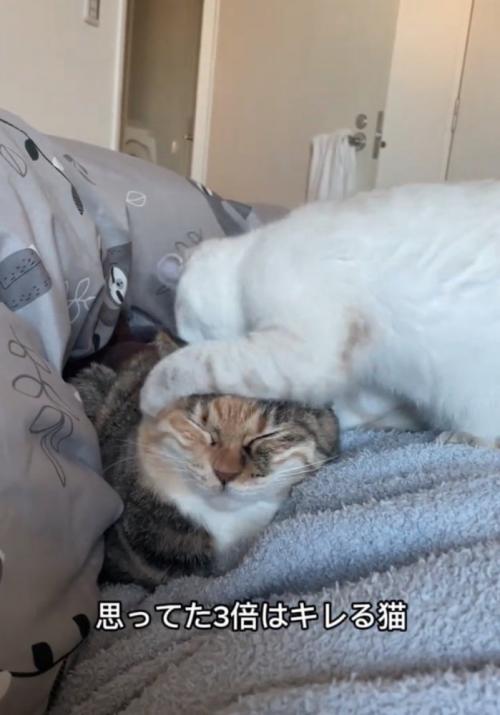 先輩猫の頭を噛む子猫
