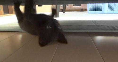 逆さ走りする子猫
