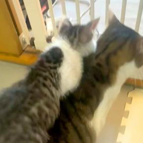 先住猫と模様がそっくりな子猫→背中によじ登ると…思わずほっこりする『尊い光景』が24万再生「先住猫というか親子」「人間の子みたい」