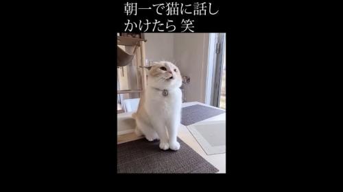 少し歯を見せて鳴く姿