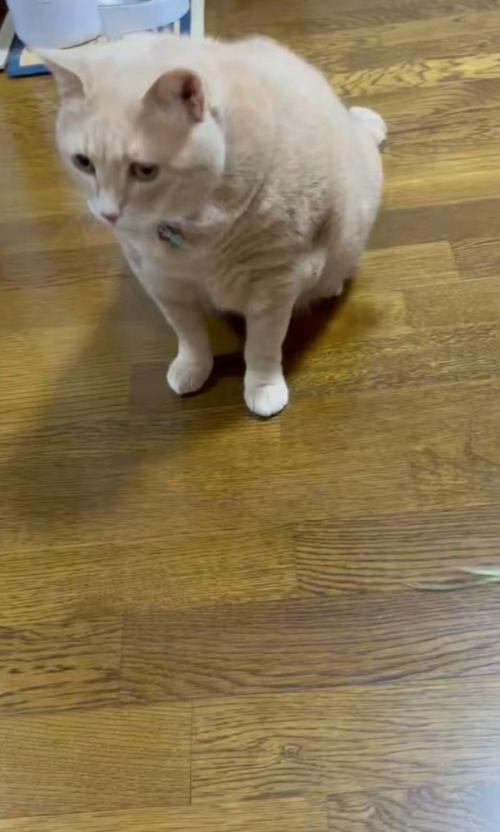 左を向いた猫