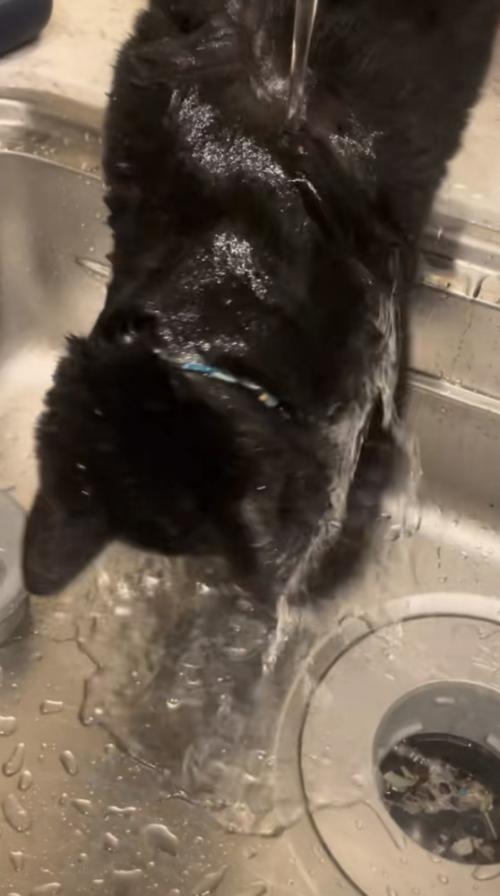水を浴びる猫の写真4