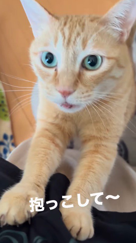 立ち止まっている飼い主を見上げる猫