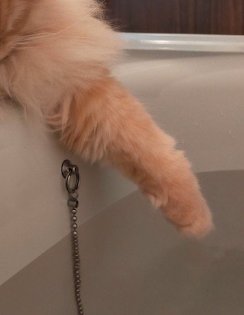 湯船を触る猫の前足