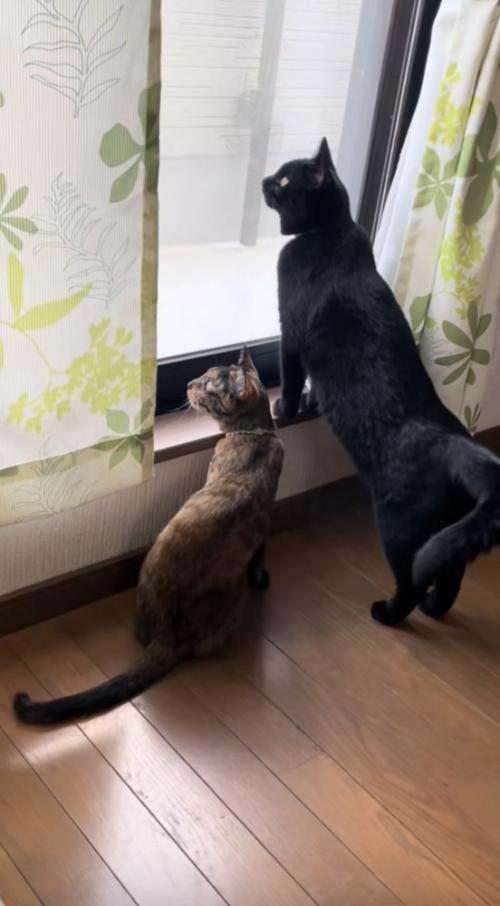 窓の外を眺めている猫の写真3