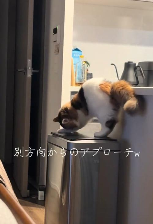 向きを変える猫