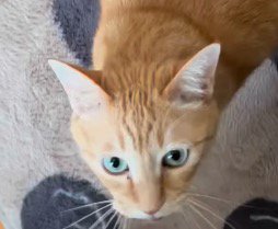飼い主を見上げる猫