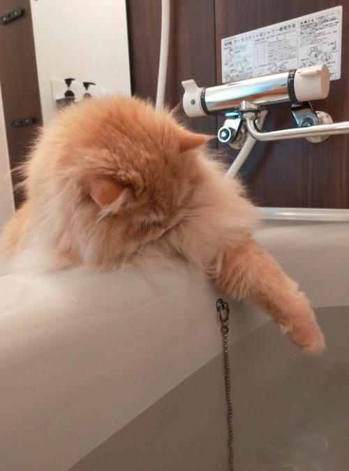 湯船に前足を伸ばす猫