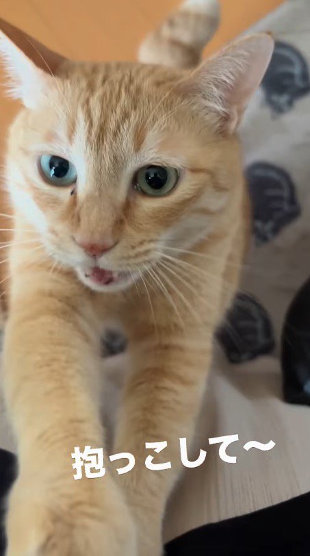 飼い主に前足をかけながら鳴く猫