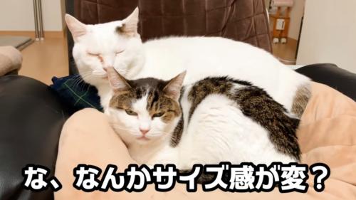 くっついて寝ている二匹の猫