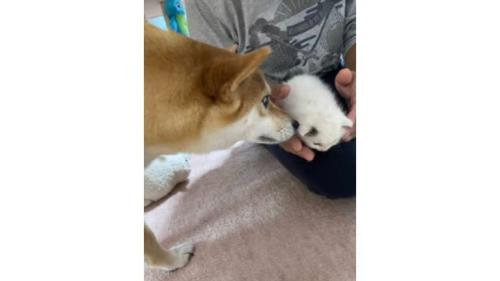 猫と犬
