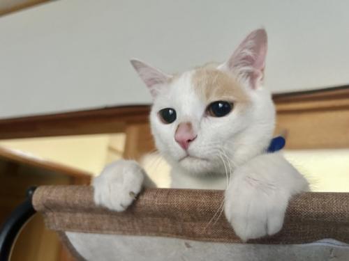 寝そべる猫