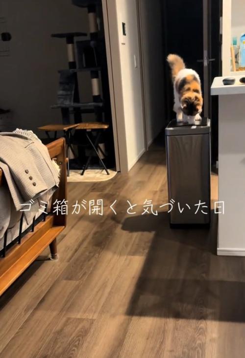 ゴミ箱を開けようとする猫