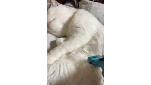 ブラッシングされている猫