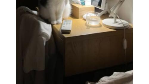 暗い部屋にいる猫