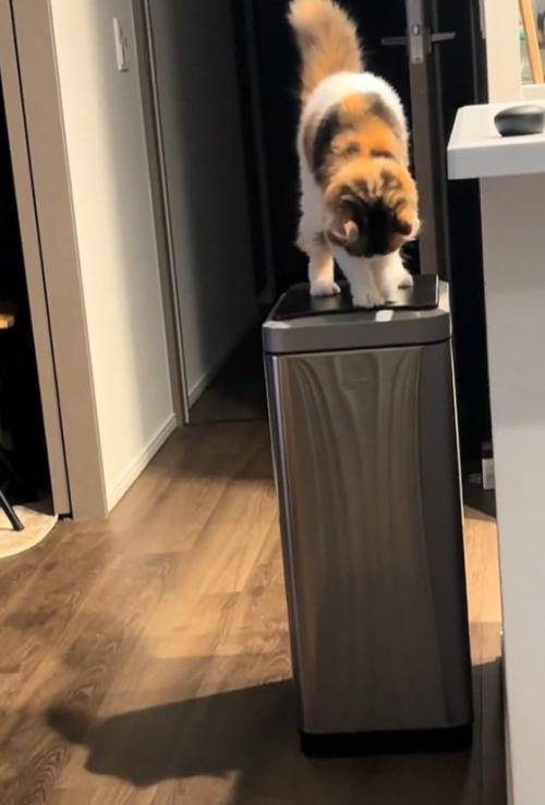 ホリホリする猫