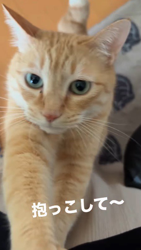 飼い主に前足をかける猫