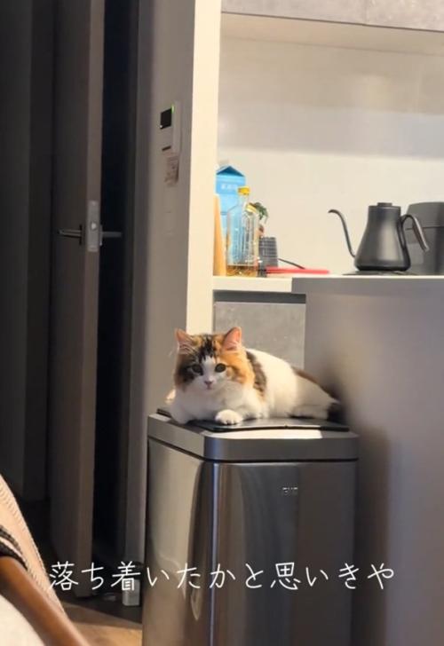 見つめる猫