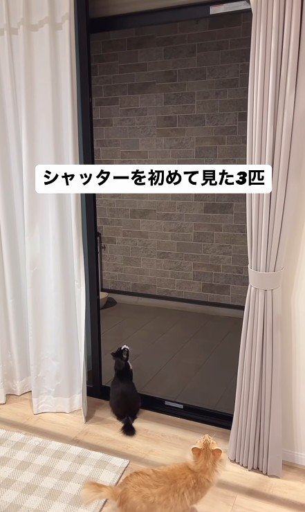 シャッターを見る猫たち
