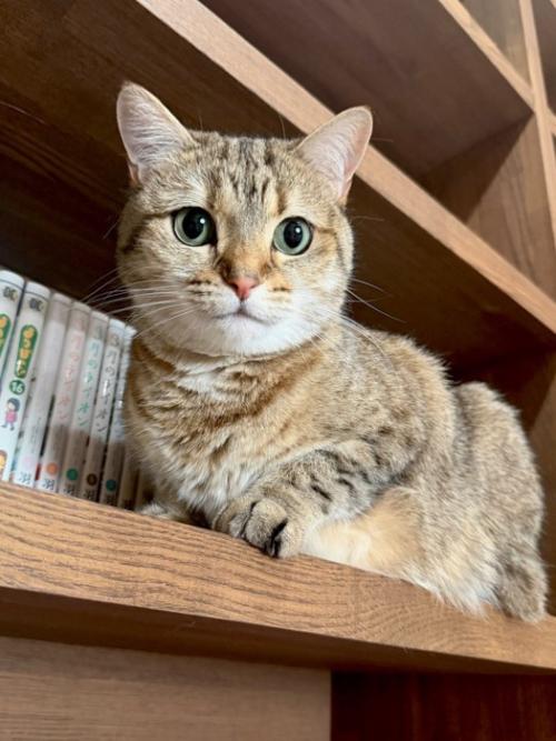 本棚のしまちゃん