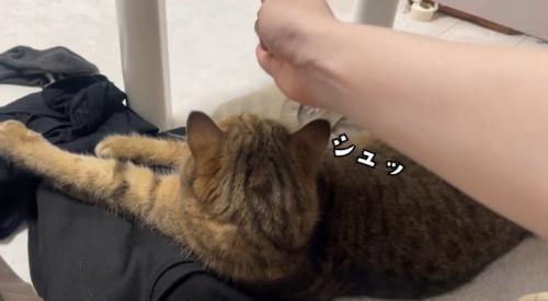チョップされている猫