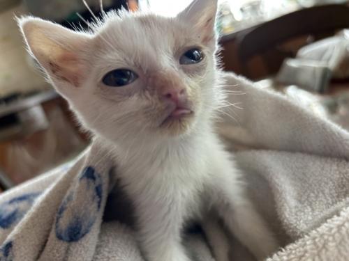 保護されたばかりの子猫