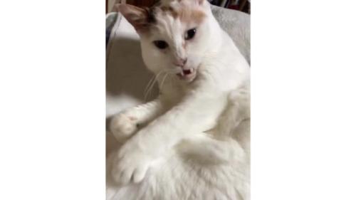 室内にいる猫