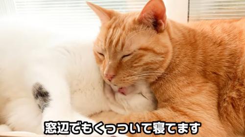 くっついて寝ている二匹の猫