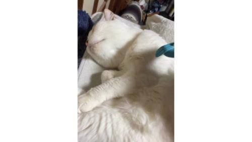 ブラッシングされている猫
