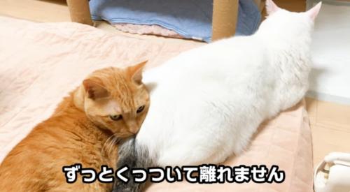 猫のおしりを枕にしている猫