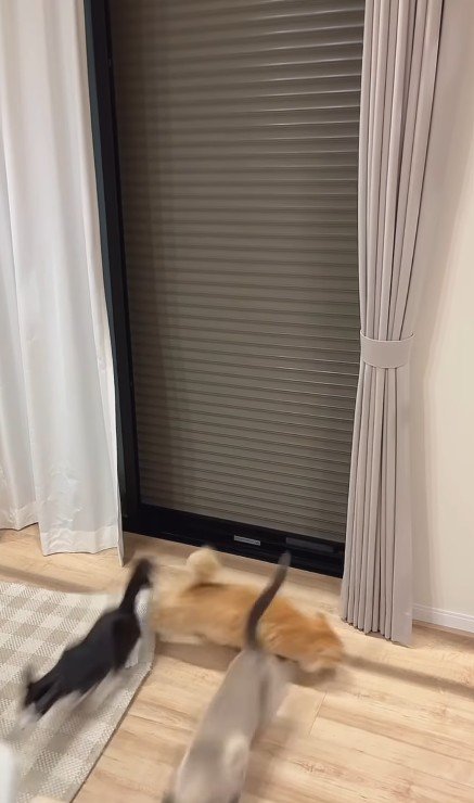 逃げる猫たち