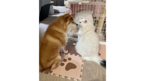 猫と犬