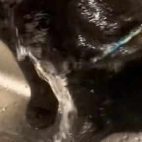 猫が蛇口から『普通に水を飲む』と思ったら…まさかすぎる光景に「全身で吸収するタイプかもｗ」「うそでしょｗｗ」と12万再生の反響