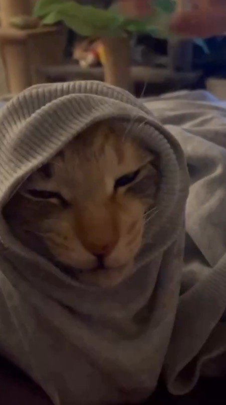 袖口から顔を出す猫