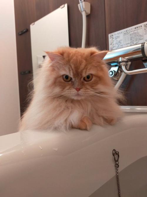 怪訝そうな表情で飼い主を見つめる猫