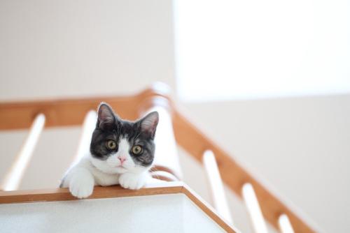 吹き抜けから覗く猫