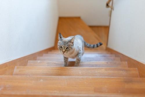 階段を駆け上がる猫