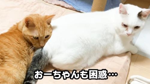 猫のおしりを枕にしている猫