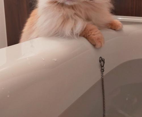 浴槽の縁に前足を乗せる猫