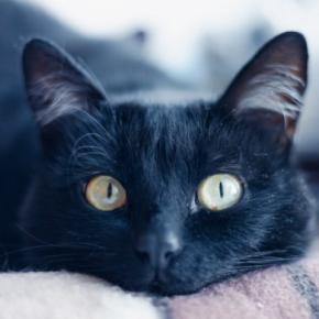 猫から『アイコンタクト』が送られてくるときの理由3つ　隠された心理や上手に応える方法もご紹介