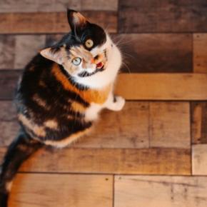 猫から『しつこくおねだり』されたときの対処法5選　無視しても大丈夫？要求に応えるリスクも解説