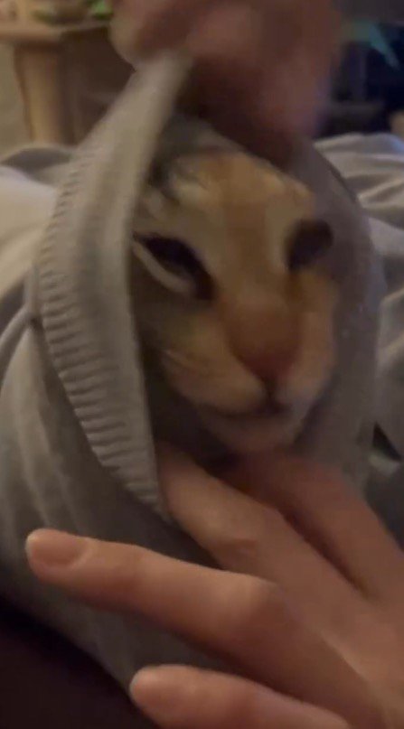 服の袖口を開いて猫の顔を出そうとする飼い主