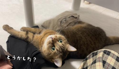 見つめる猫
