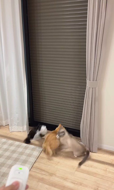 パニックになる猫たち