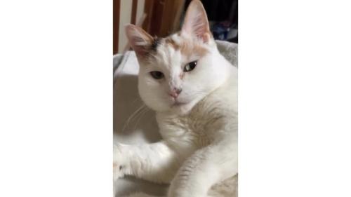 室内にいる猫