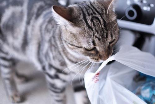 レジ袋と猫