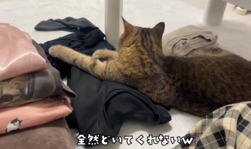すわりこむ猫